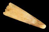 Fossil Pterosaur (Siroccopteryx) Tooth - Morocco #145191-1